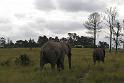 Elephant Sanctuary (20)